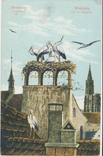 AK Elsass Strassburg Storchennest mit Störchen von Freyer 1909