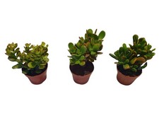 Zimmerpflanzen Geldbaum