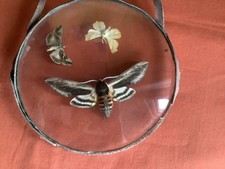 Insektensammlung im kleinen