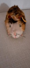 Steiff Meerschweinchen  18 cm