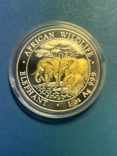 Somalia elefant 2013 - somalia,