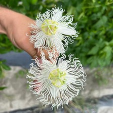 1x Passiflora incarnata - Cooltropics® Snowstar® - Passionsfrucht, Pflanze