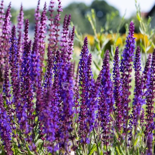 Steppensalbei 100 samen salvia - steppensalbei,