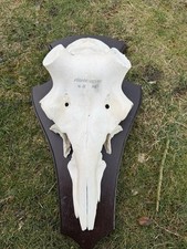 Echter Rothirschschädel auf