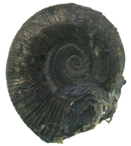 Lias lobolytoceras fimbriatum - lias,