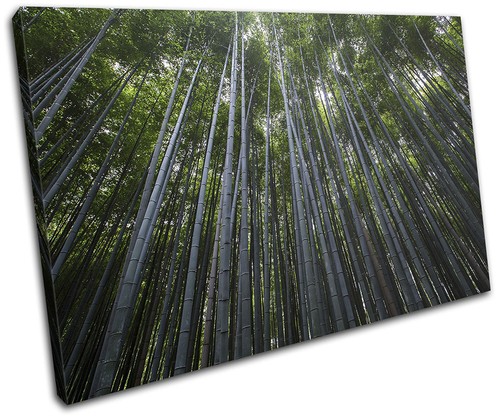 Wald bäume natur landschaften - bäume,