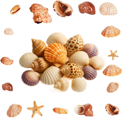 Muschel deko set 500g - 500g, für