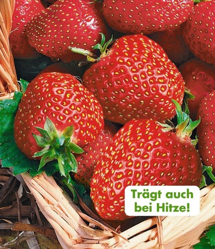 Baldur garten immertragende - baldur,