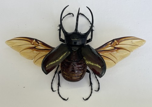 Entomologie*Choleoptera*Chalco