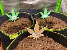 6 Cannabis Pflanzenstecker /