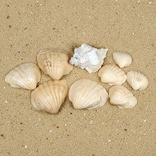 Muschel mix natur deko - muschel, –