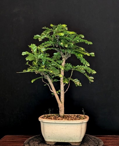 Bonsai phyllanthus buxifolius - phyllanthus,