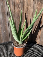 Aloe vera Heilpflanze echte Aloe