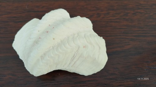 Muschel aus sammlung - aus, 12