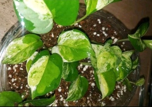 Epipremnum global efeutute - epipremnum,
