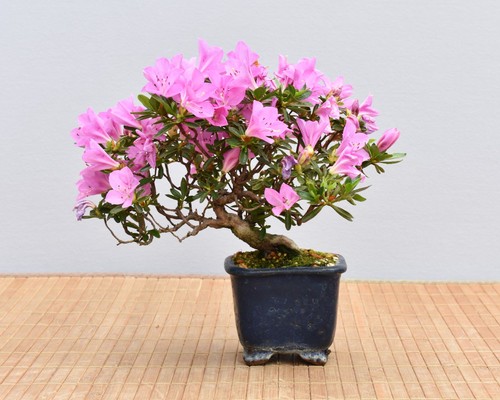 Bonsai outdoor satsuki azalee - outdoor,,