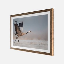 Wandbild gerahmt KRANICH 40 x