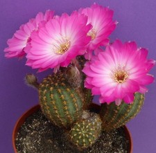 Kaktus echinopsis hybride - kaktus,