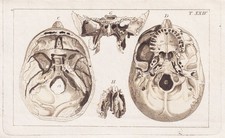 Schädel skull Skelett Medizin