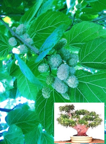 Weißer maulbeerbaum für - weißer,