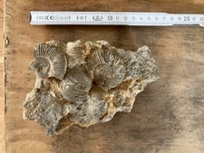 Ammoniten-Gruppe Trias / Muschelkalk Fundort südenglische Küste