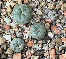 Peyote 10 Samen, Kaktus, kakteen, Sukkulenten