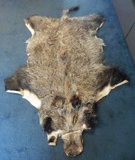 Wildschweinfell Wildschweindecke 154 x 95 cm
