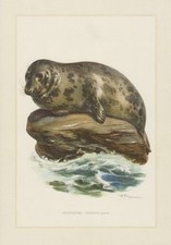 Kegelrobbe Halichoerus grypus  Hundsrobbe Robbe Pinnipedia   Farbdruck 1958