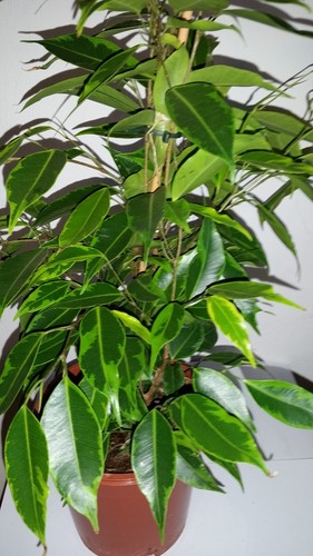 Ficus benjamina birkenfeige - benjamina, (