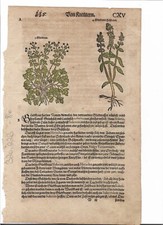 Bilsenkraut Gliedkraut verm