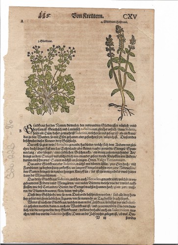 Bilsenkraut gliedkraut verm - gliedkraut,