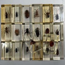 20x Insekten Epoxidharz Mini