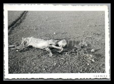 Foto, WK2, Funker Berndt, Ln.Abt., totes Pferd bei Livadia/GRC, 1941 5026-1364