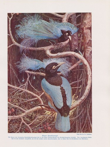Blauparadiesvogel paradisaea - blauparadiesvogel, (paradisaea