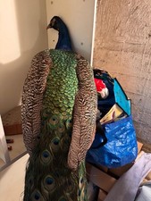 Präparierter Pfau – seltenes, edles Sammlerstück,beeindruckender Farbintensität