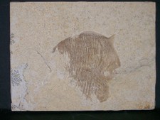 Fisch Gyrodus circularis