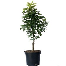 Zwergbirne Helenchen