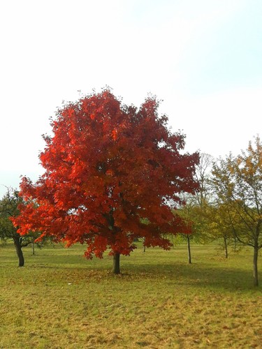 Quercus rubra amerikanische - quercus, rubra,