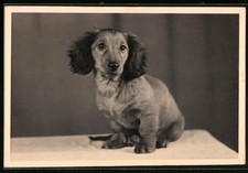Fotografie Hund, Dackel, Dachshound, Teckel, Sausage Dog 