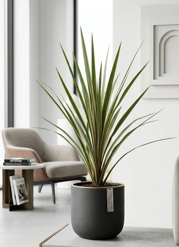Cordyline australis