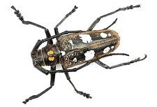 Cerambycidae, Batocera