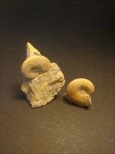 Ammonit Glochiceras sp. Malm