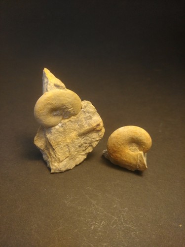 Ammonit glochiceras malm - ammonit,