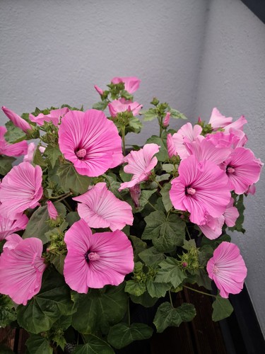 1000 samen rosa moschus malve - 1000,