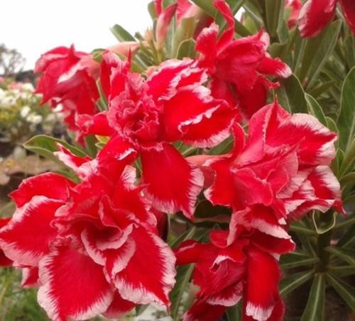 Wüstenrose adenium obesum - obesum,