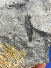 Carboniferous Calamites tip, top part Fossil Fossilien Karbon Pflanze