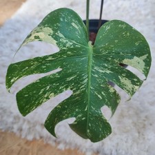 Monstera Deliciosa Mint Variegata, Adult, Topfgröße: 46 cm