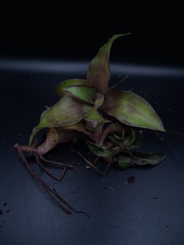 Callisia fragrans offsets - 4,