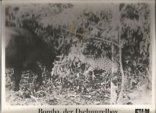 AF Bomba, der Dschungelboy