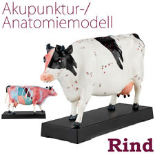 Akupunktur Anatomie Figur TCM Modell Kuh Rind Muskelmodell MedMod